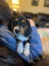 Beagle Puppy 3