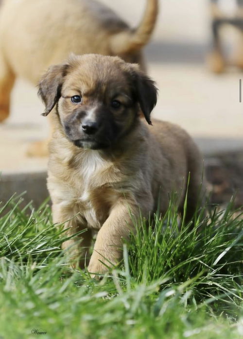 Daphne *Bridgerton Litter