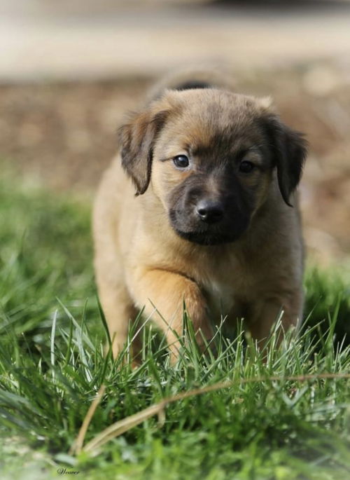 Violet *Bridgerton Litter