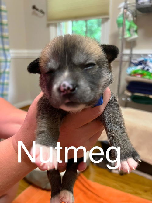 Nutmeg *Spice Rack Litter