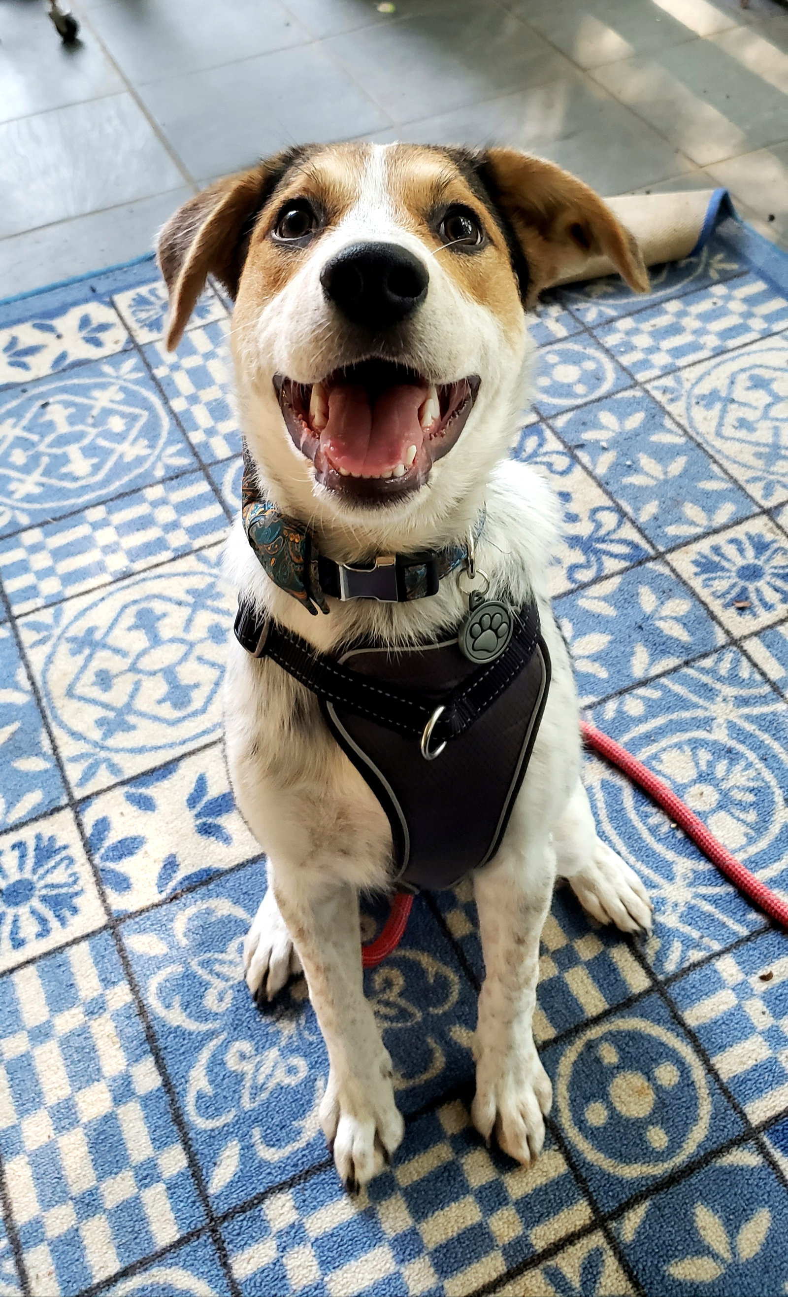 Dog for Adoption - Hopper, a Australian Cattle Dog/Blue Heeler in ...