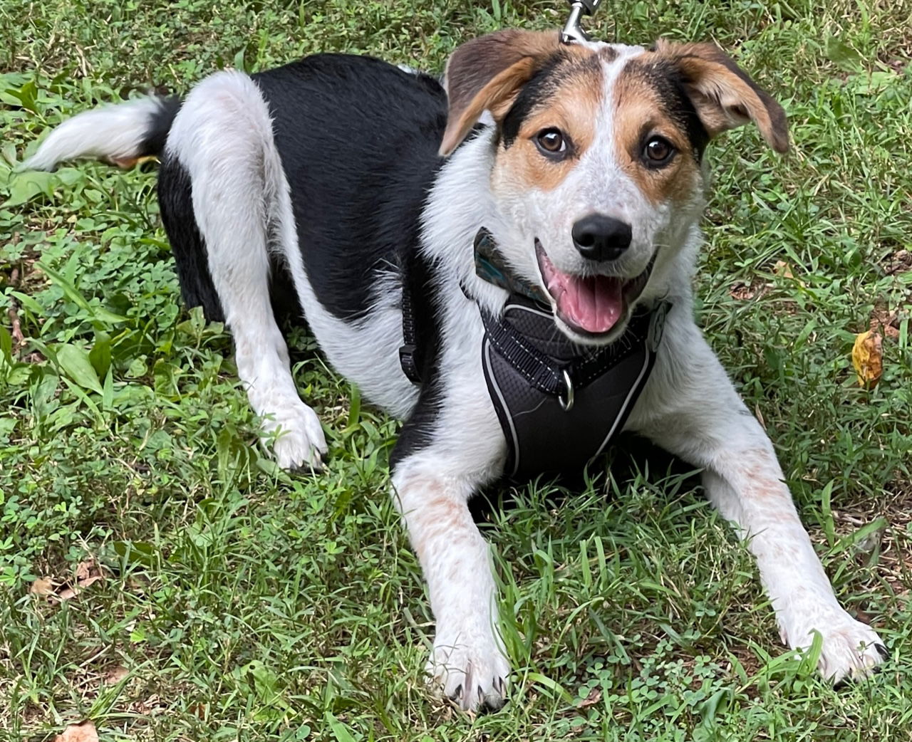 Dog for Adoption - Hopper, a Australian Cattle Dog/Blue Heeler in