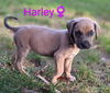 Harley *Heartland litter