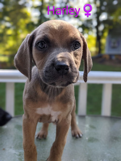 Harley *Heartland litter