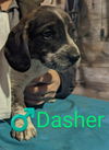 Dasher