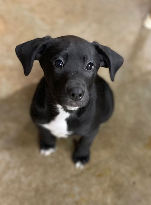 Baxter