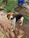 adoptable Dog in lynchburg, VA named Mr Houndy