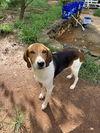 adoptable Dog in Lynchburg, VA named Mr Houndy