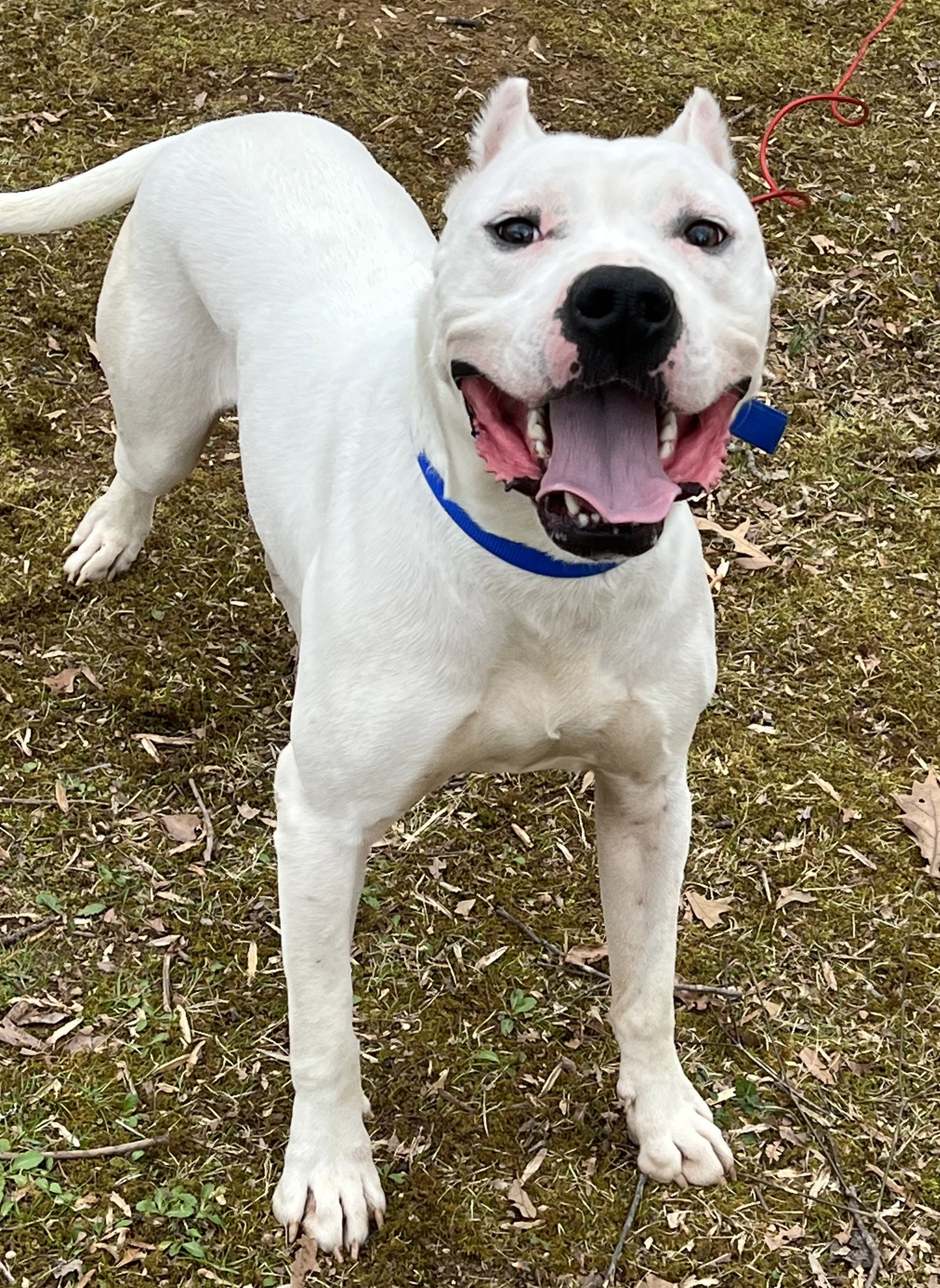 Dog for Adoption Axle, a Dogo Argentino in Concord, VA Alpha Paw