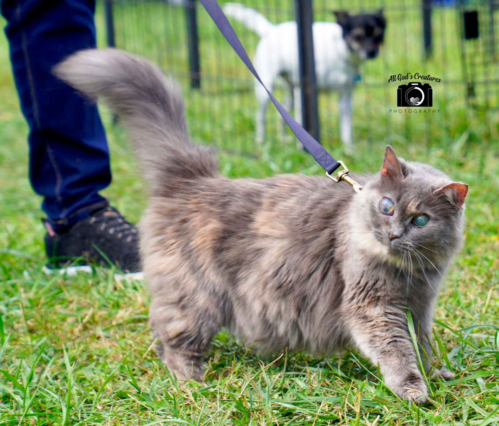 adoptable Cat in Lynchburg, VA named *Narcissa