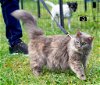 adoptable Cat in lynchburg, VA named *Narcissa