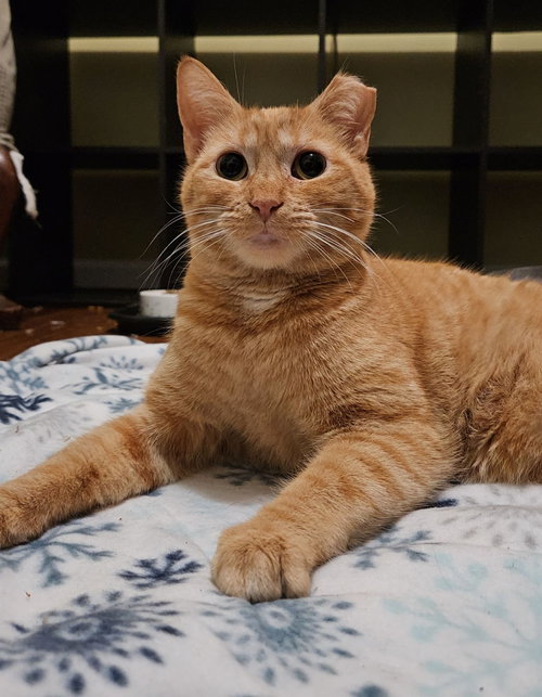 picture of the cat needing adoption