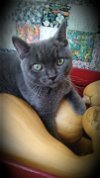 adoptable Cat in lynchburg, VA named *Wenona