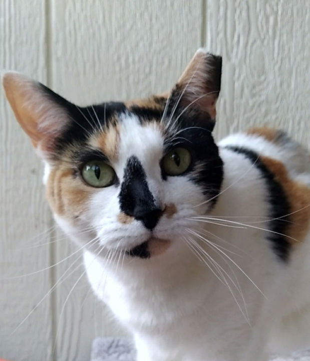 adoptable Cat in Lynchburg, VA named *Jolene