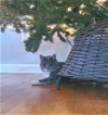 adoptable Cat in lynchburg, VA named *Mrs Potts