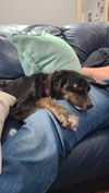 Rosie