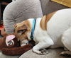 Baxter