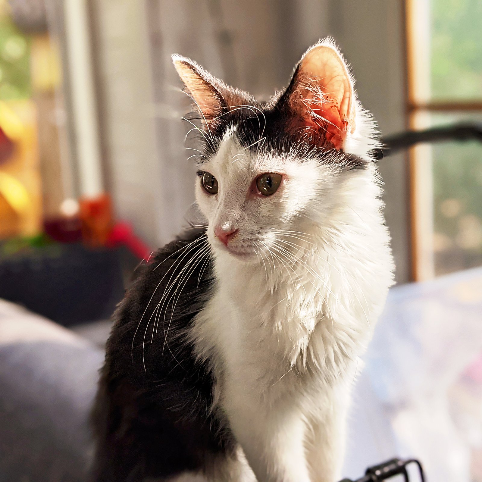 Cat adoption in Lynchburg, VA 24502 Domestic Medium Hair (medium coat