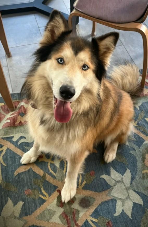 Dog adoption in Lynchburg, VA 24502 Husky / Collie / Mixed Dog "Bauer"