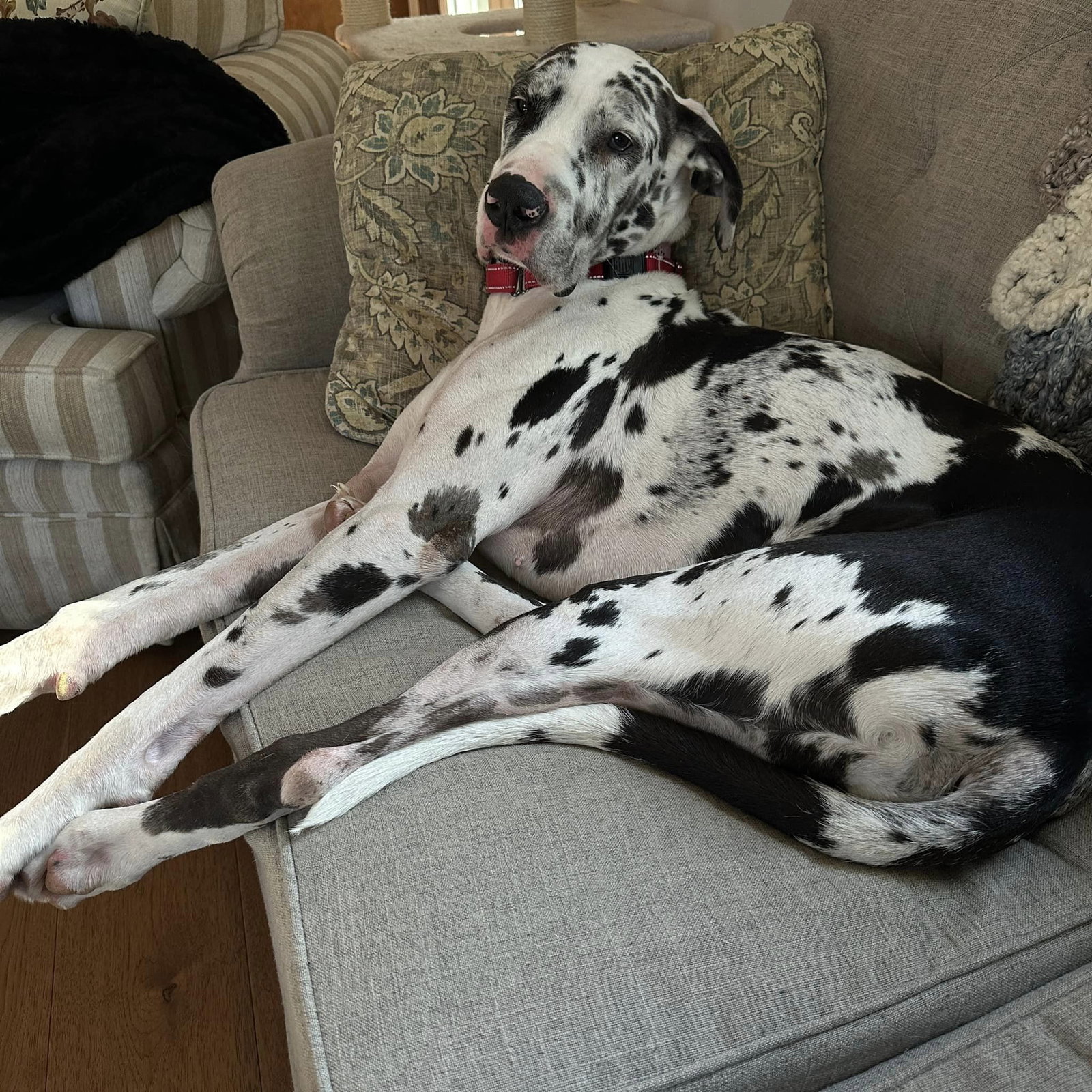Dog for Adoption - Pepper, a Great Dane in Chatham, VA | Alpha Paw