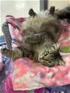 adoptable Cat in lynchburg, VA named *Winter