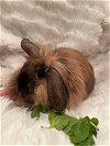 adoptable Rabbit in , VA named Leigh Ann