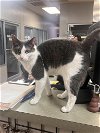 adoptable Cat in lynchburg, VA named *Whitney