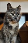 adoptable Cat in lynchburg, VA named *Ruthie