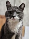 adoptable Cat in lynchburg, VA named *Naomi