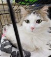 adoptable Cat in  named *Fluffy McFluffster