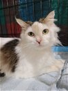 adoptable Cat in lynchburg, VA named *Marigold McFluffster