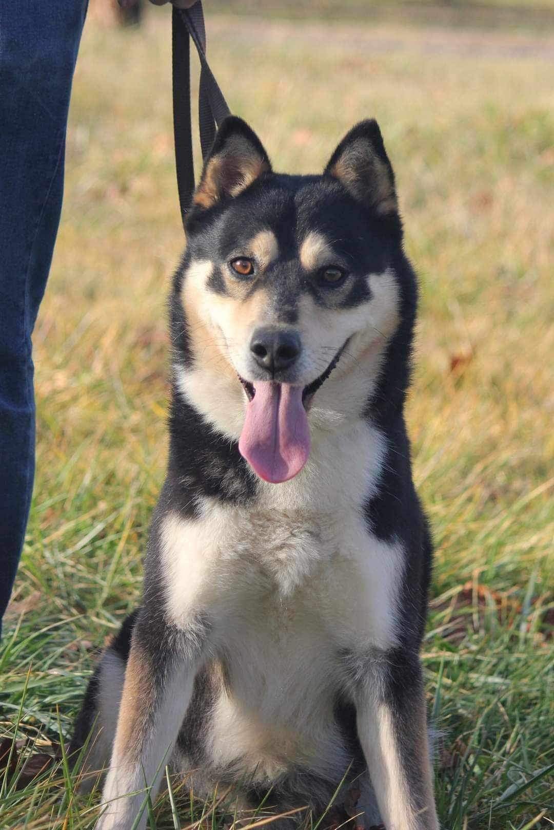 adoptable Dog in Forest, VA named Togo *courtesy post- Not a CVRR animal*