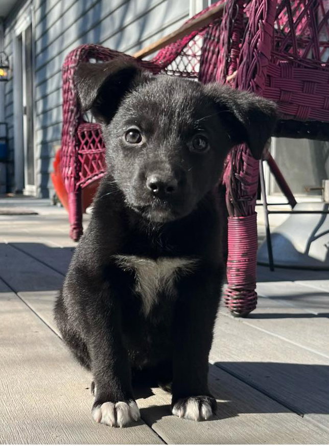 Dog for Adoption Kimber **Located in Richmond, VA, a German Shepherd