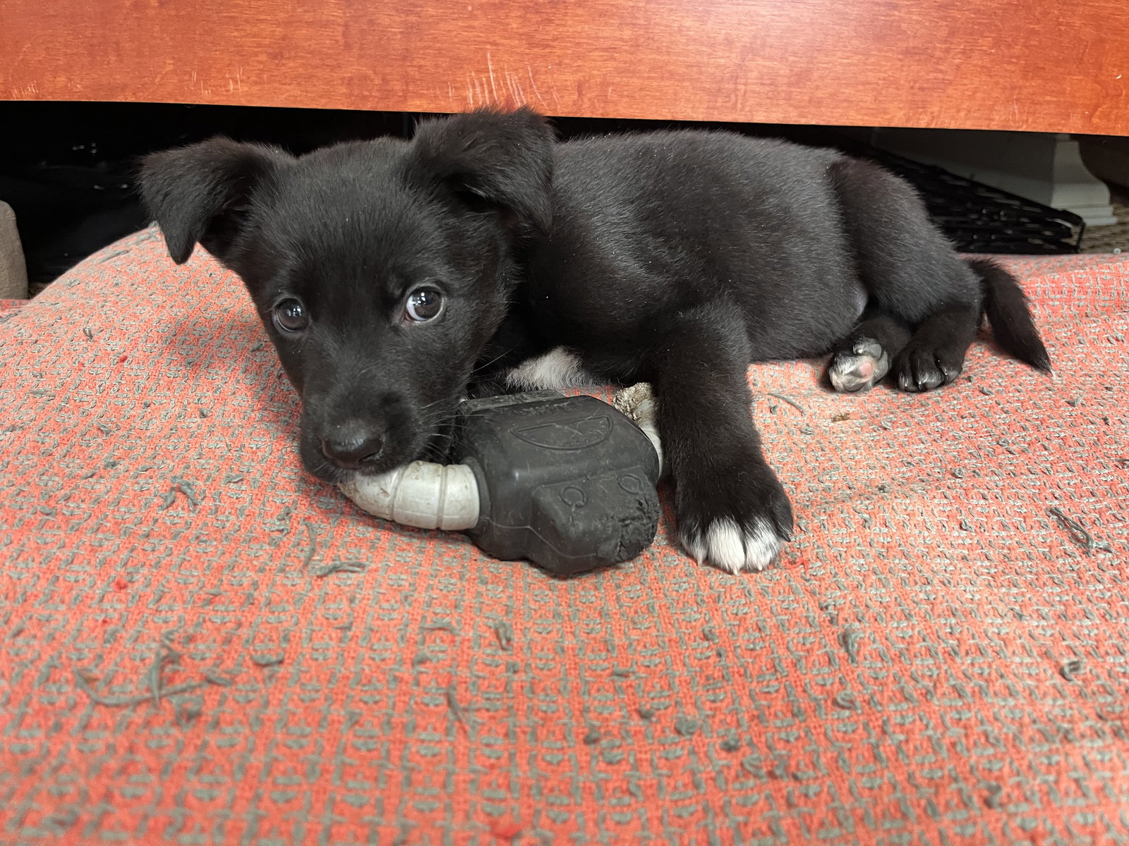 Dog for Adoption Kimber **Located in Richmond, VA, a German Shepherd
