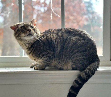 adoptable Cat in Lynchburg, VA named *Tigger