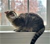 adoptable Cat in lynchburg, VA named *Tigger