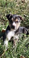 adoptable Dog in lynchburg, VA named Beaumont
