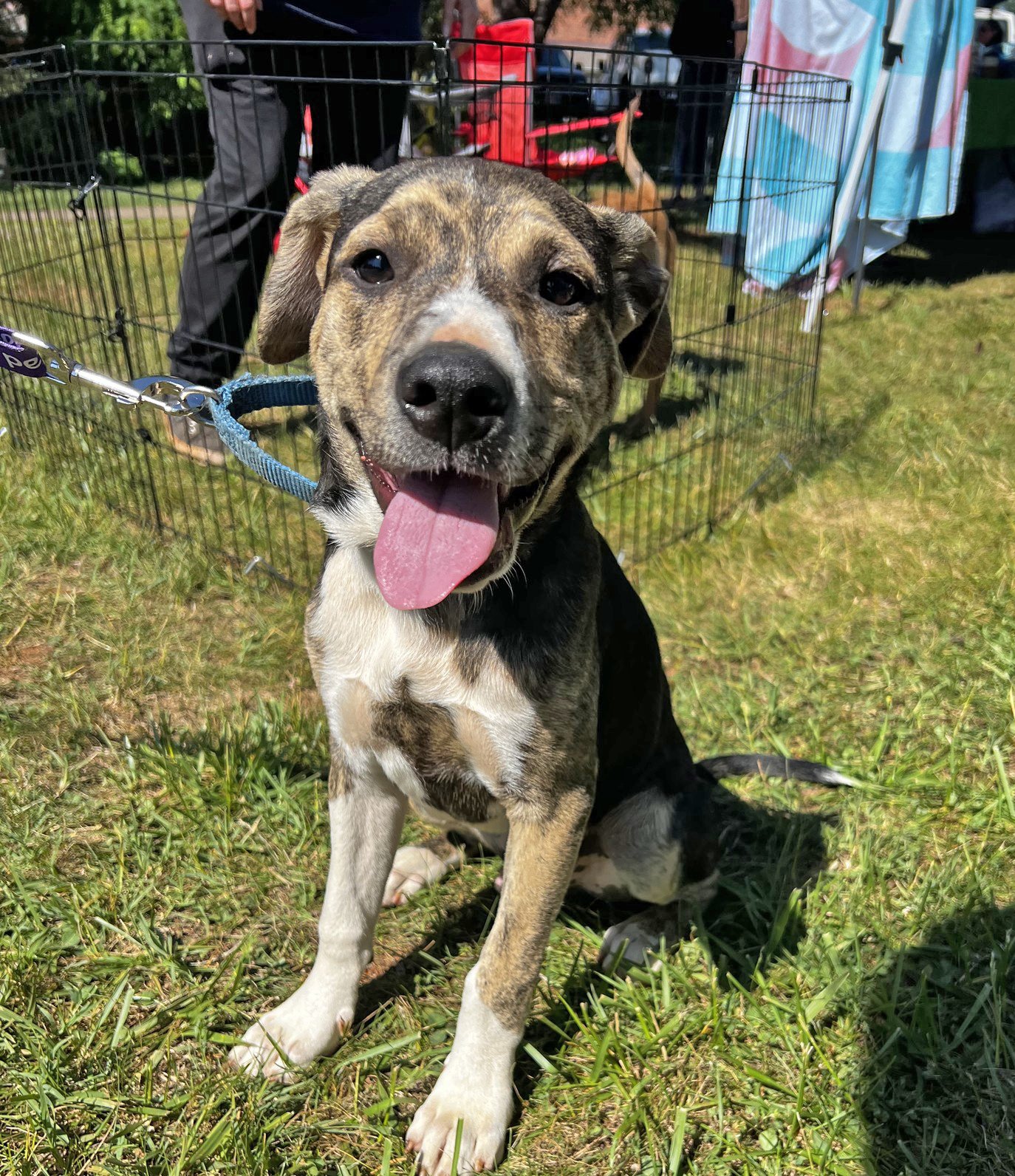 adoptable Dog in Lynchburg, VA named Beaumont