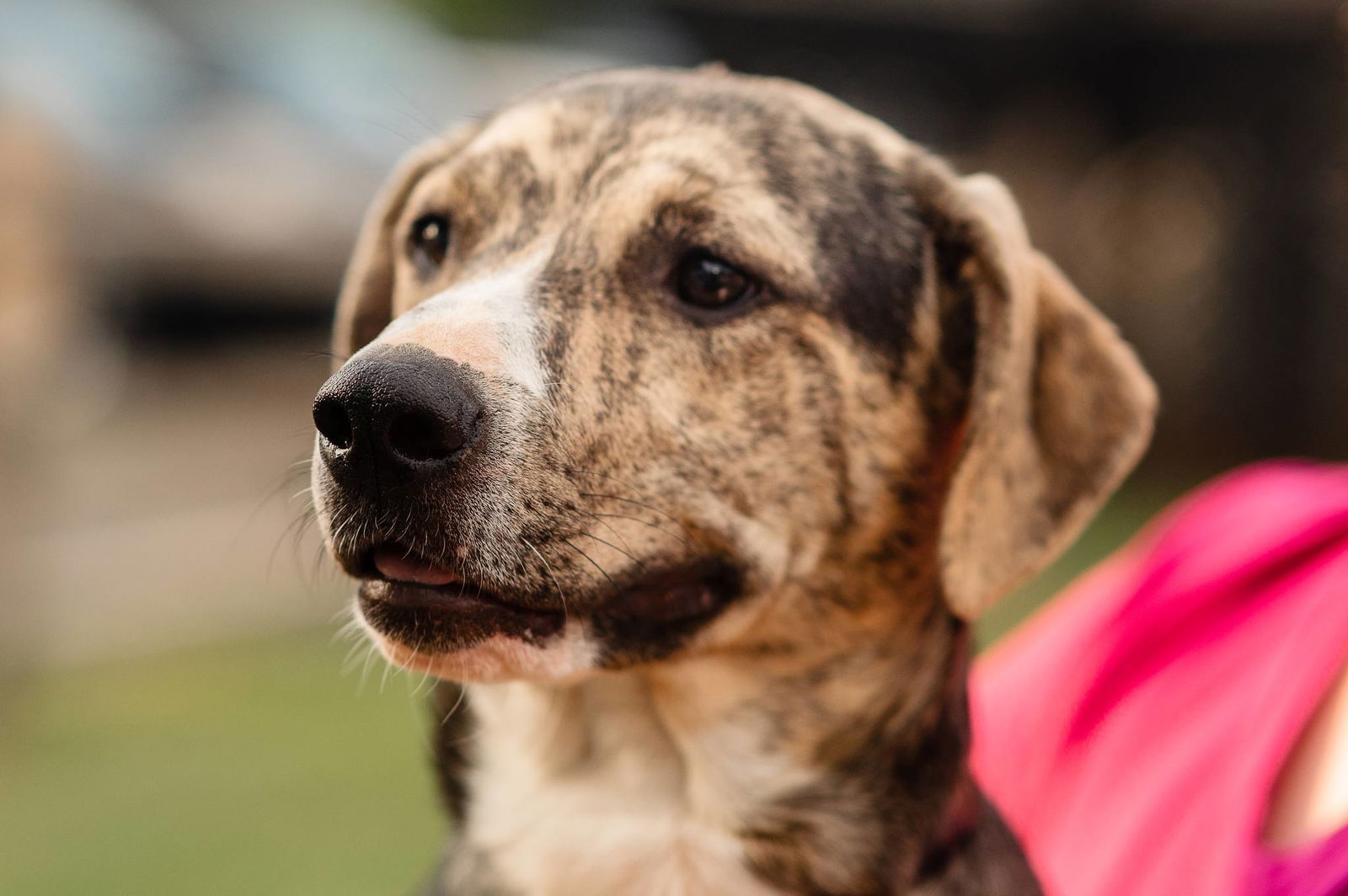 adoptable Dog in Lynchburg, VA named Beaumont