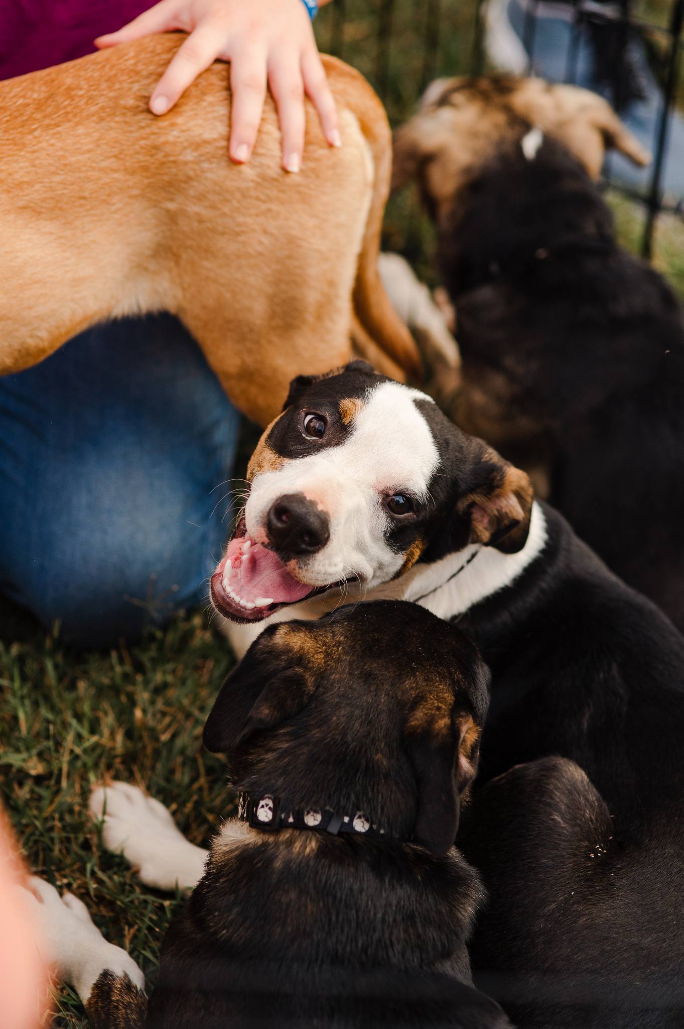 adoptable Dog in Lynchburg, VA named Thaddeus