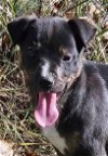 adoptable Dog in lynchburg, VA named Marlowe