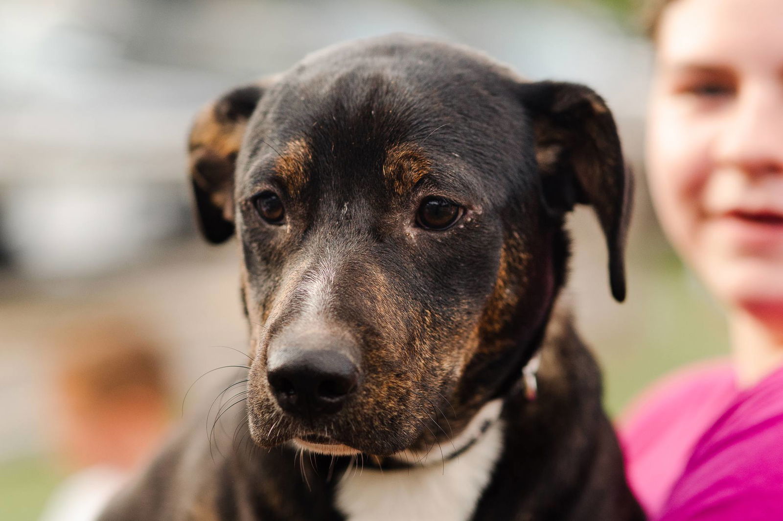 adoptable Dog in Lynchburg, VA named Marlowe