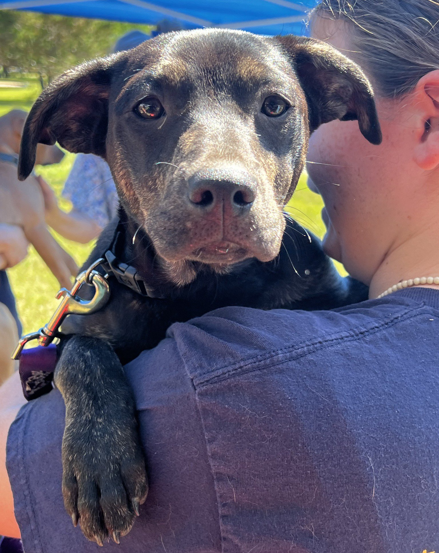adoptable Dog in Lynchburg, VA named Edith