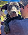 adoptable Dog in lynchburg, VA named Edith