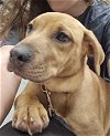 adoptable Dog in lynchburg, VA named Mabel