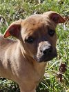 adoptable Dog in lynchburg, VA named Clementine
