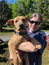 adoptable Dog in lynchburg, VA named Clementine