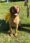 adoptable Dog in lynchburg, VA named Mallard