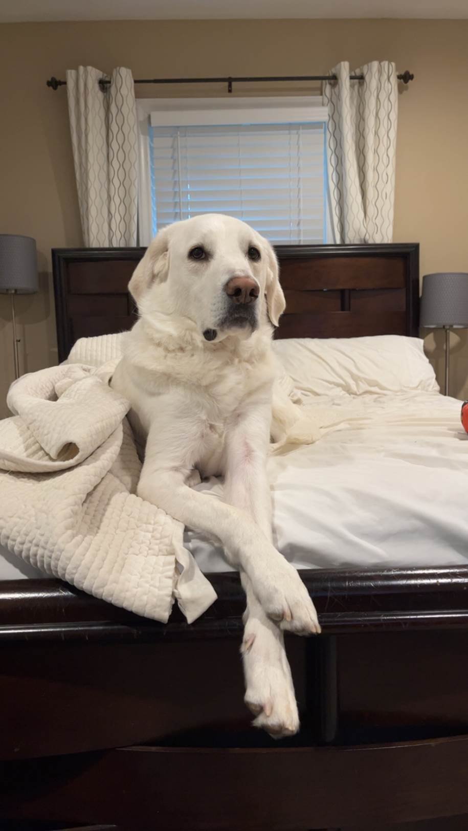 adoptable Dog in Lynchburg, VA named Stella