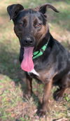 Luca